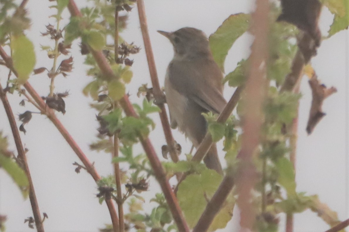 Blyth's Reed Warbler - ML276724421