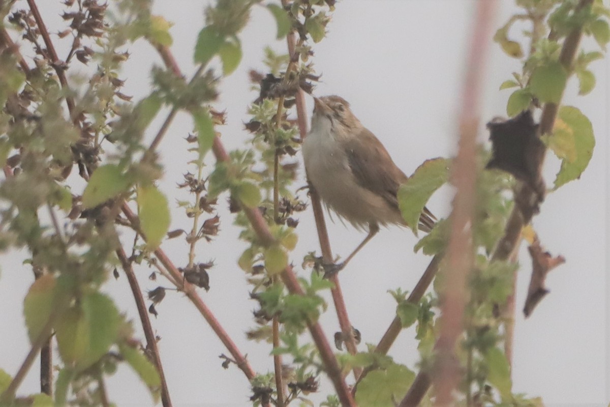 Blyth's Reed Warbler - ML276724551