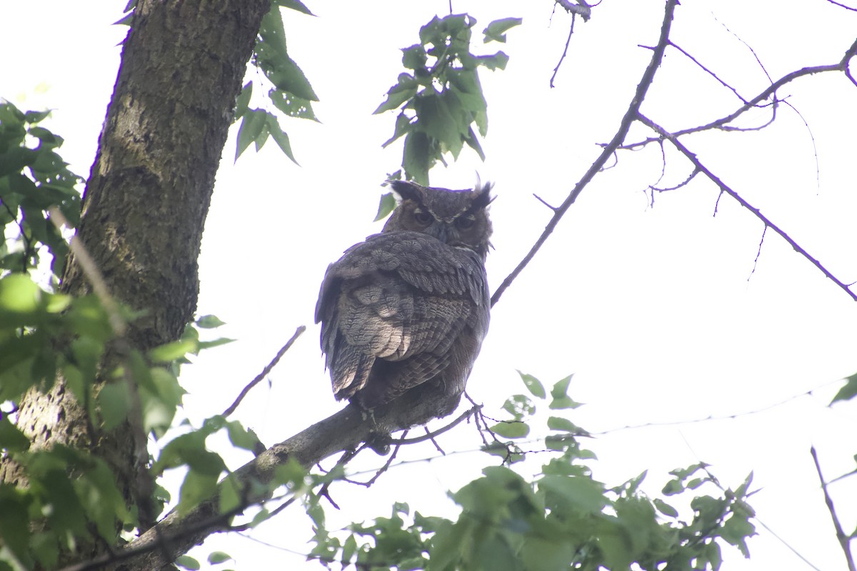 Great Horned Owl - ML276724581