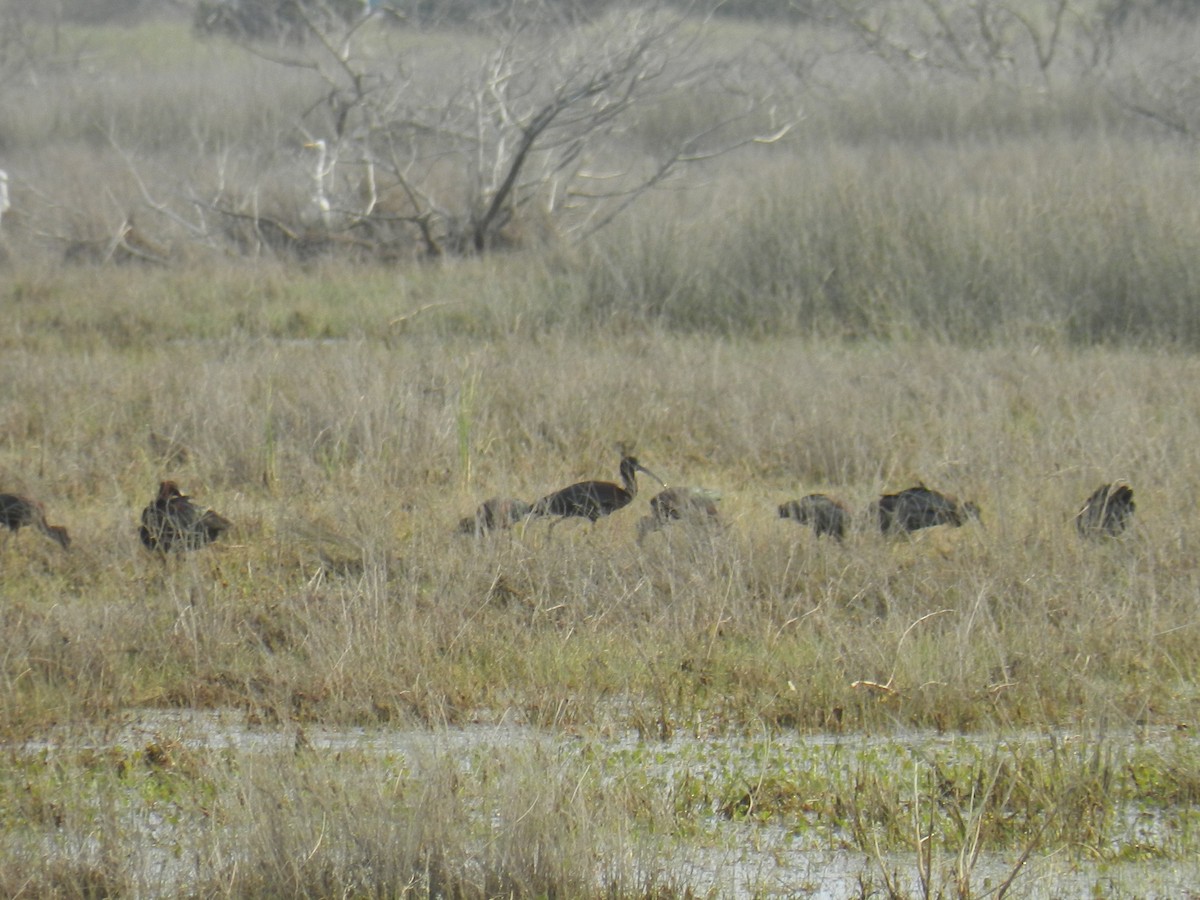 Glossy Ibis - ML27672471