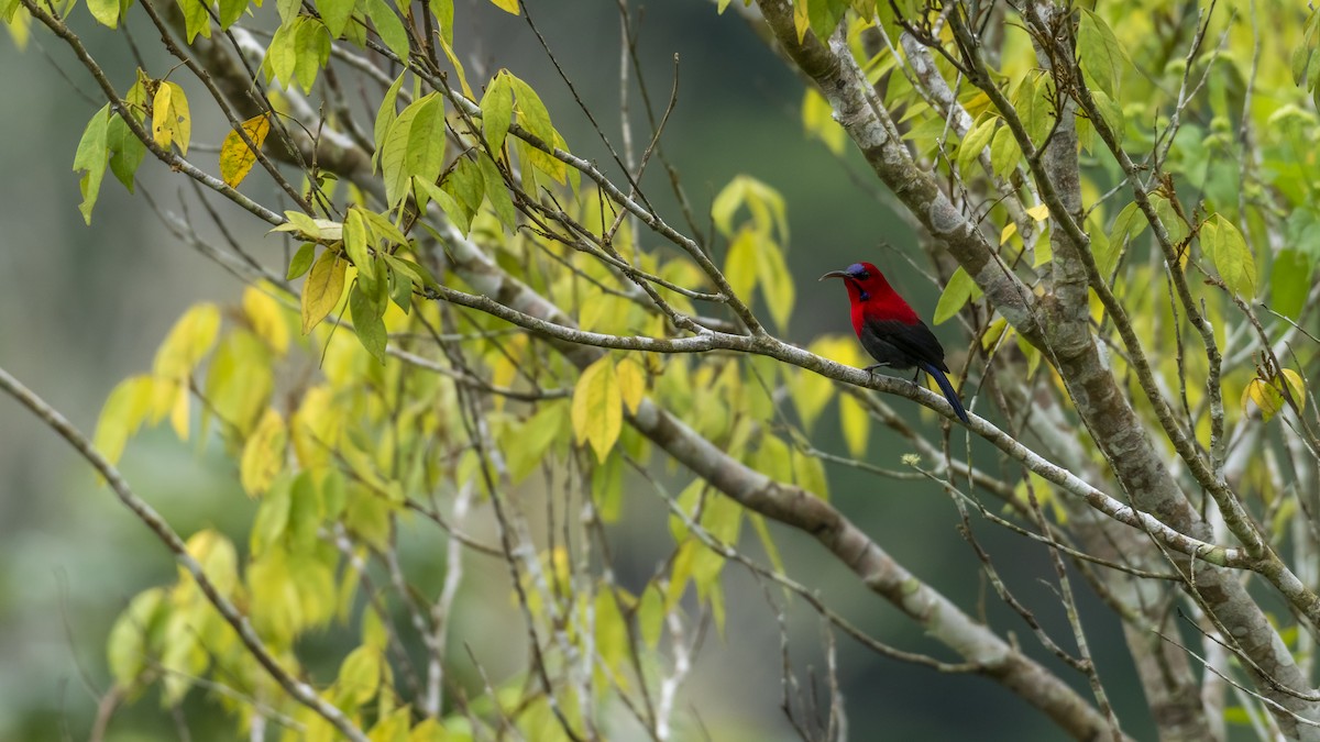 Magnificent Sunbird - ML276724781