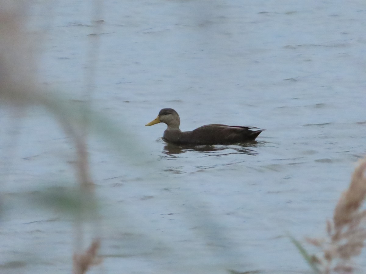 American Black Duck - Brett Karley