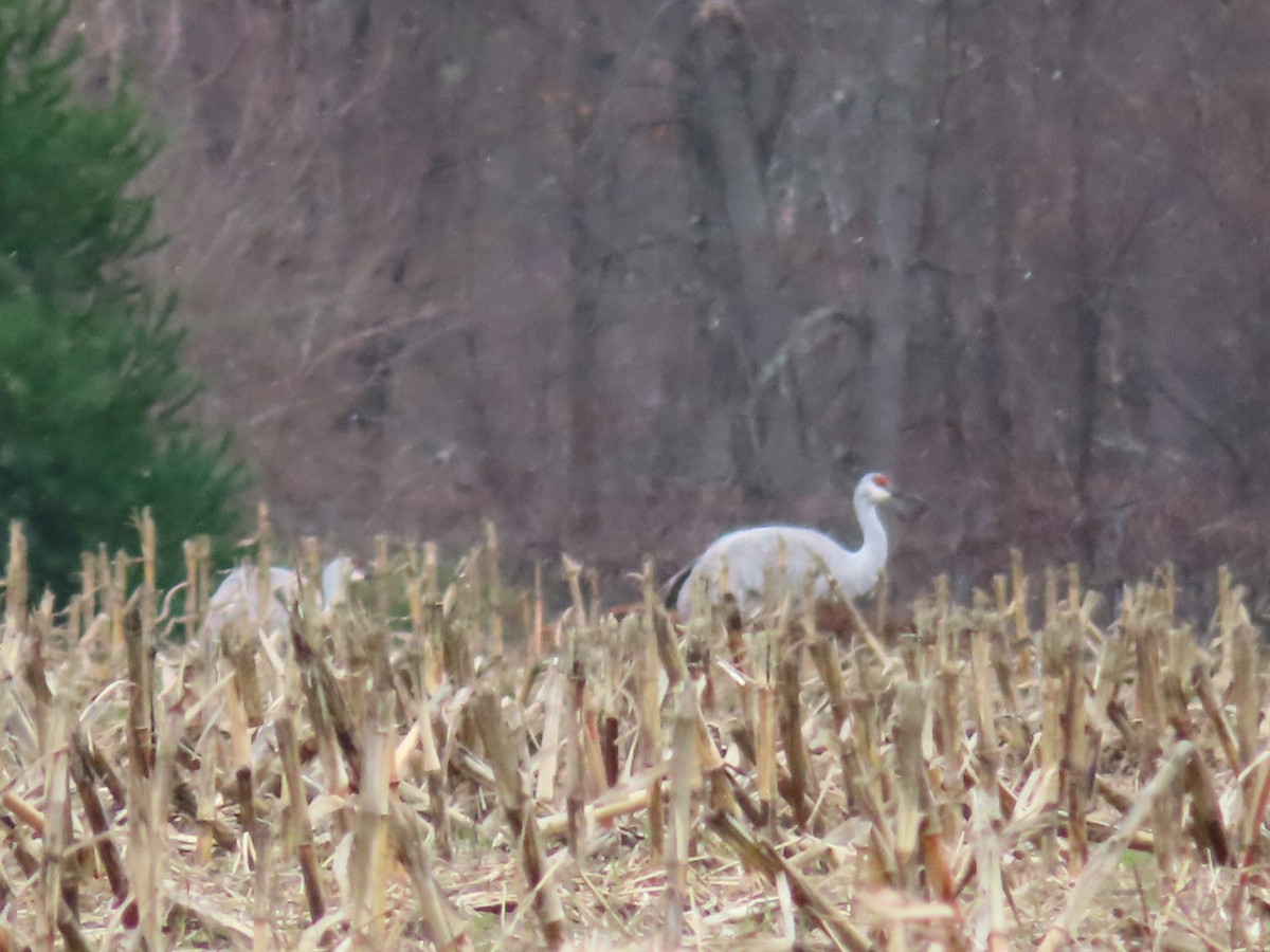 Sandhill Crane - ML276725171