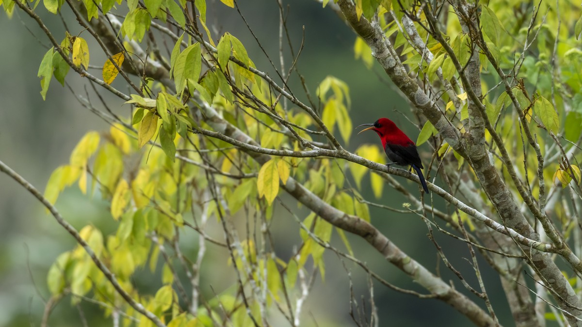 Magnificent Sunbird - ML276725251