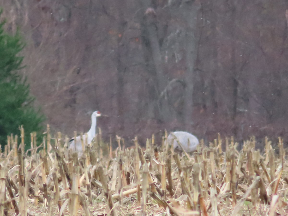 Sandhill Crane - ML276725401