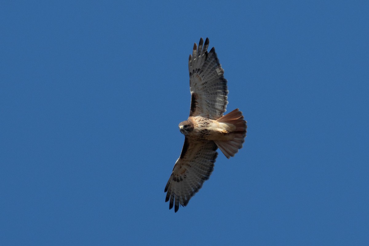 Red-tailed Hawk - Miriam Baril