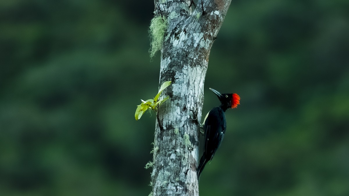 White-bellied Woodpecker - ML276726611