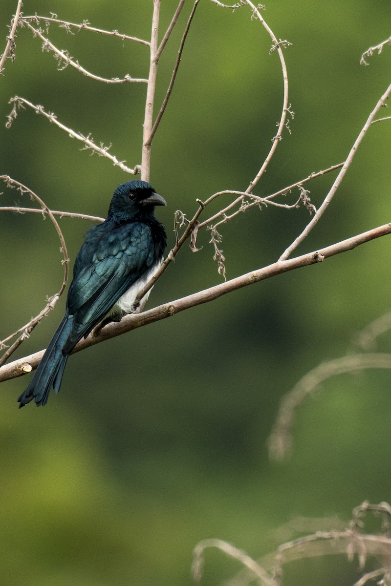 Balicassiao (Visayan) - ML276727531