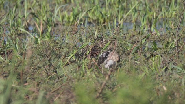 Pantanal Snipe - ML276727771