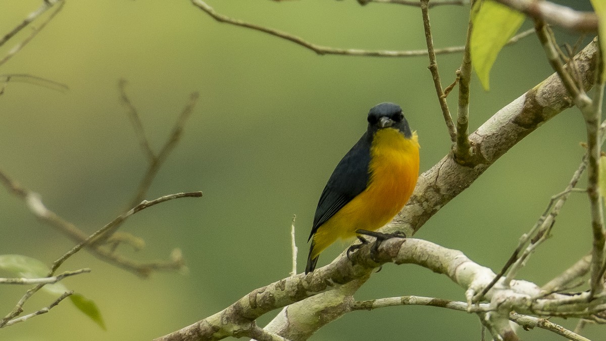 Orange-bellied Flowerpecker - ML276728551