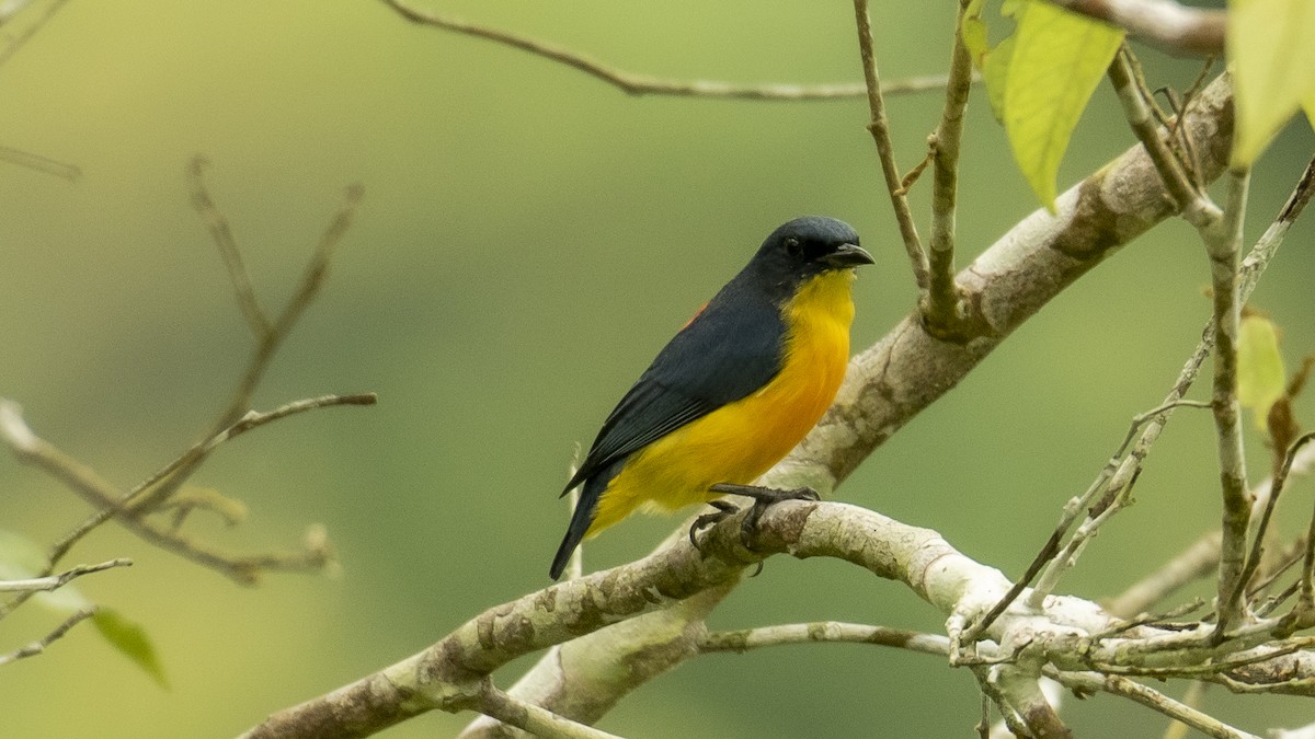 Orange-bellied Flowerpecker - ML276728591