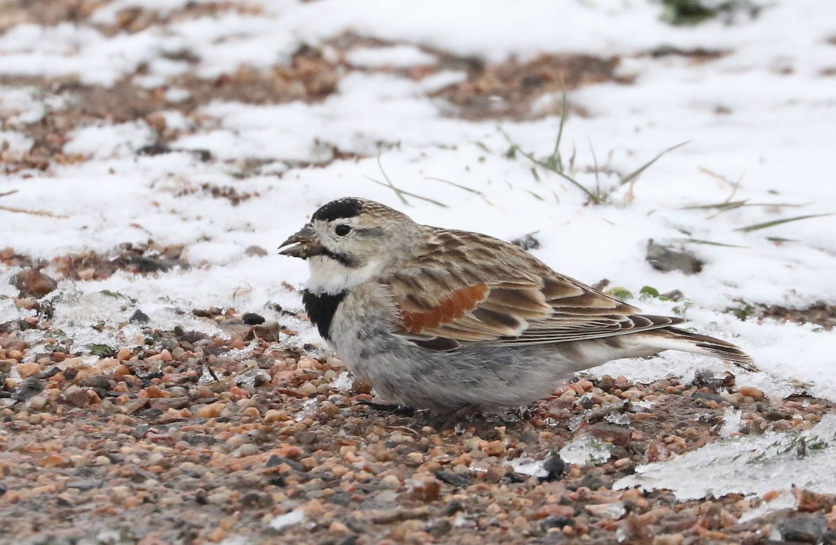 skjoldspurv - ML276729861