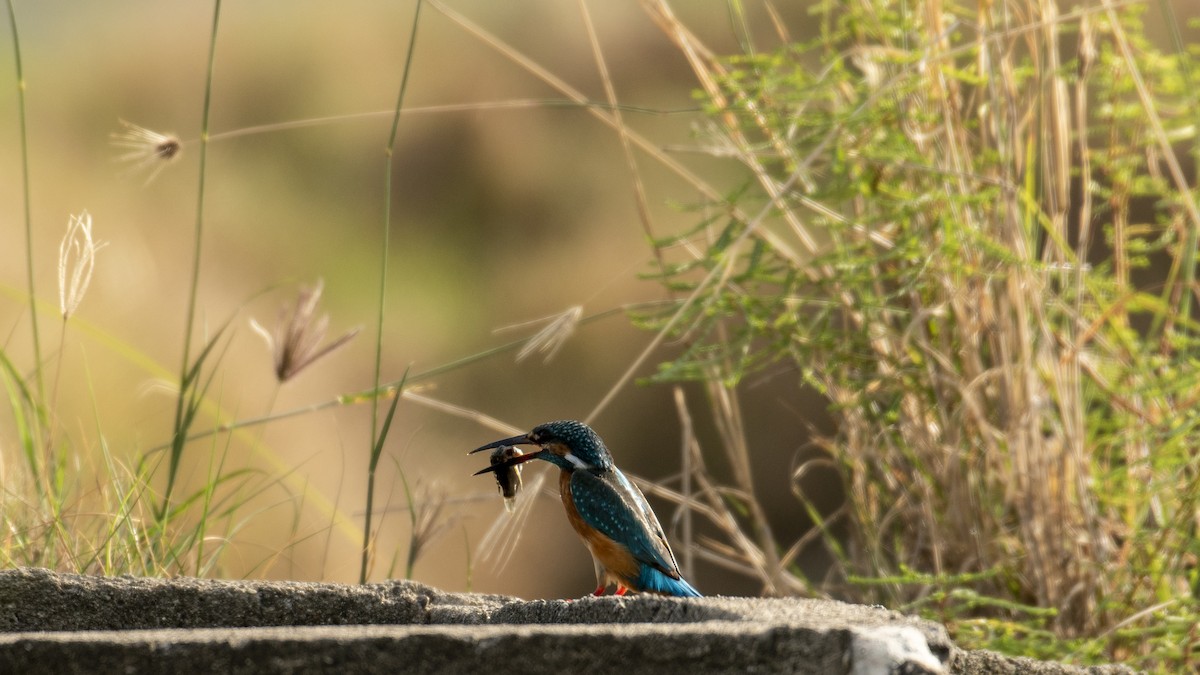 Common Kingfisher (Common) - ML276730991