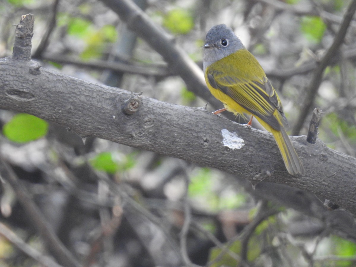 Gray-headed Canary-Flycatcher - VIBHAV  PERI