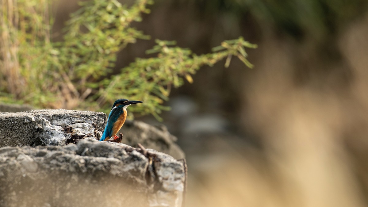 Common Kingfisher (Common) - ML276731091