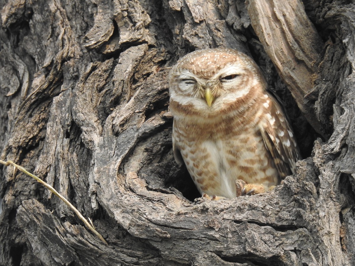 Spotted Owlet - VIBHAV  PERI