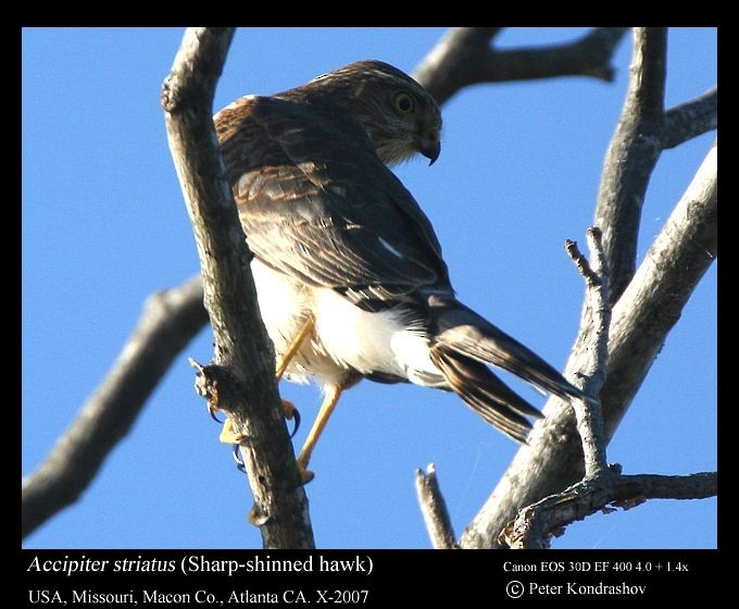 Sharp-shinned Hawk (Northern) - ML27673231