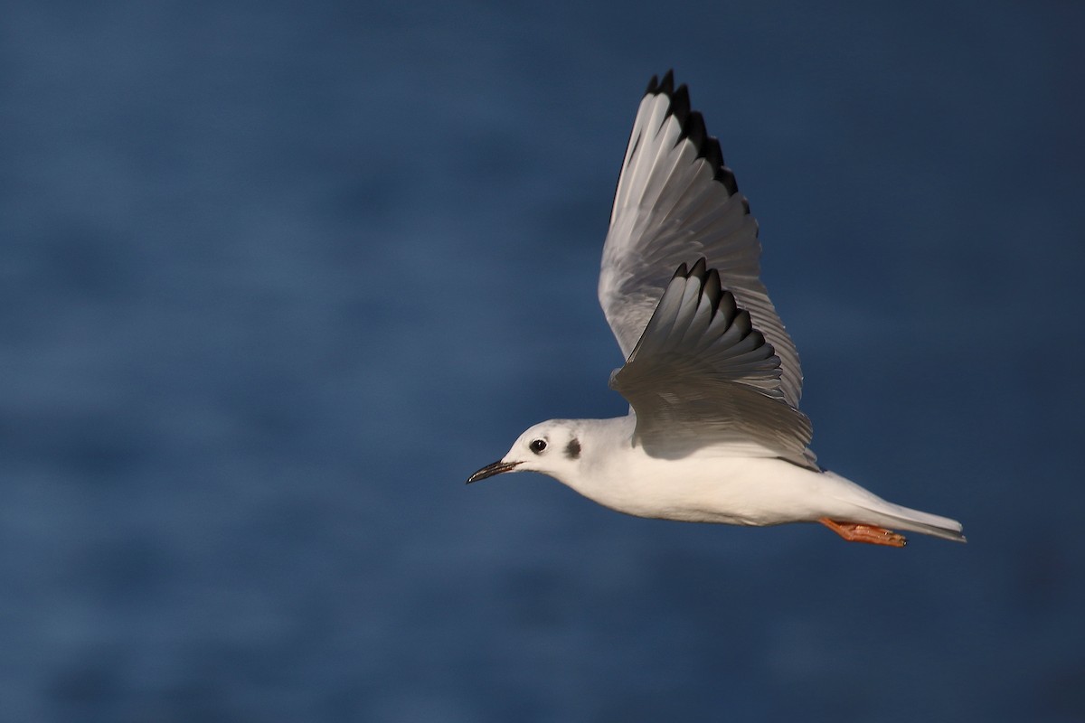 Bonaparte's Gull - ML276733561
