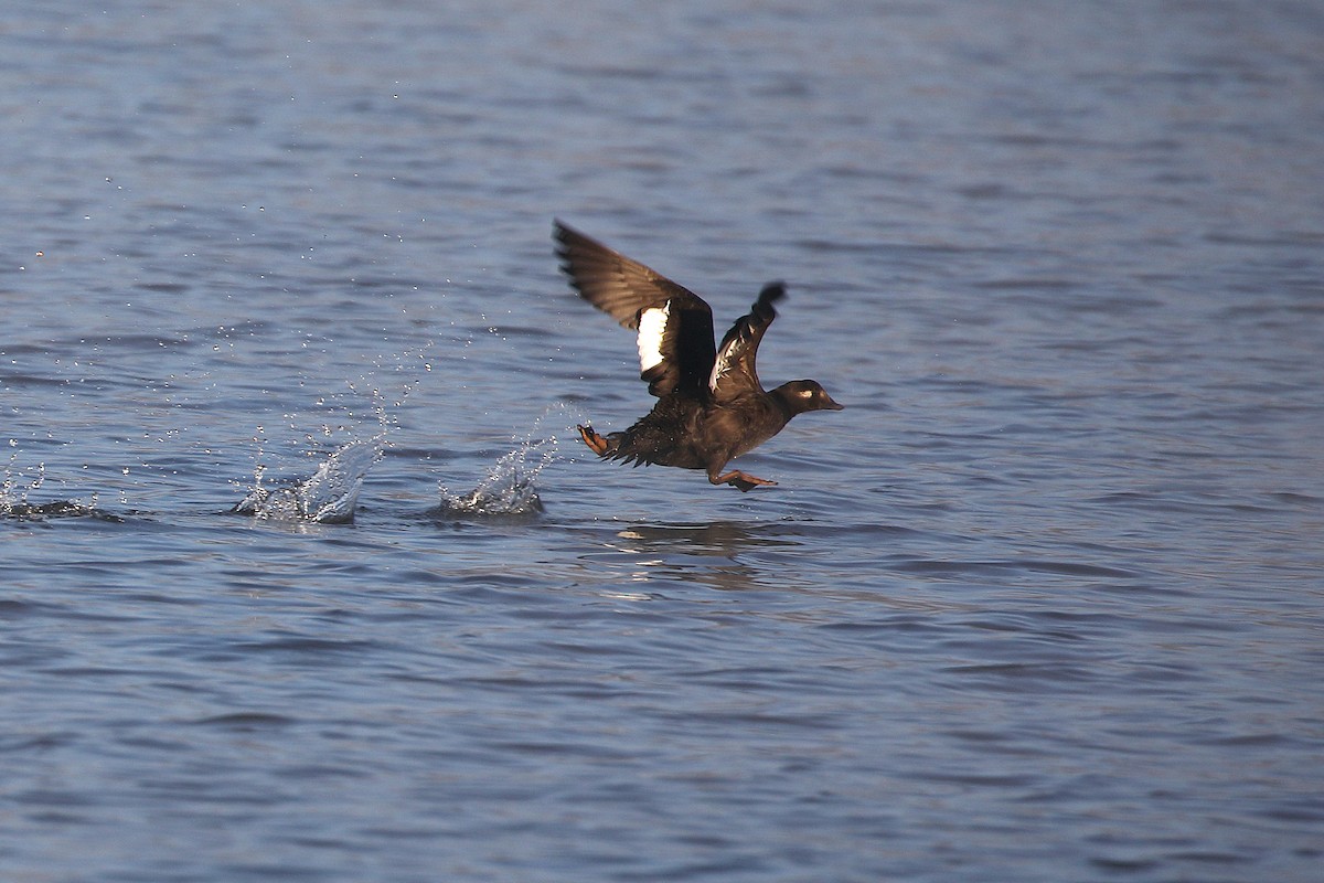 White-winged Scoter - ML276734161