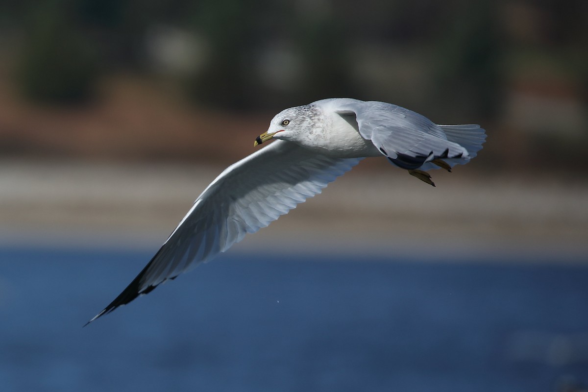 Ring-billed Gull - ML276734251