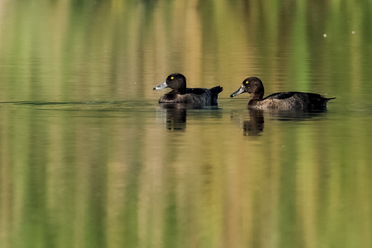 Tufted Duck - ML276734901