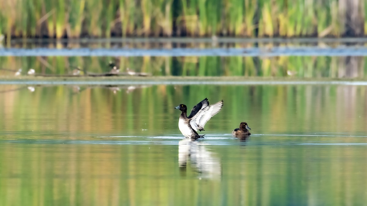 Tufted Duck - ML276735111