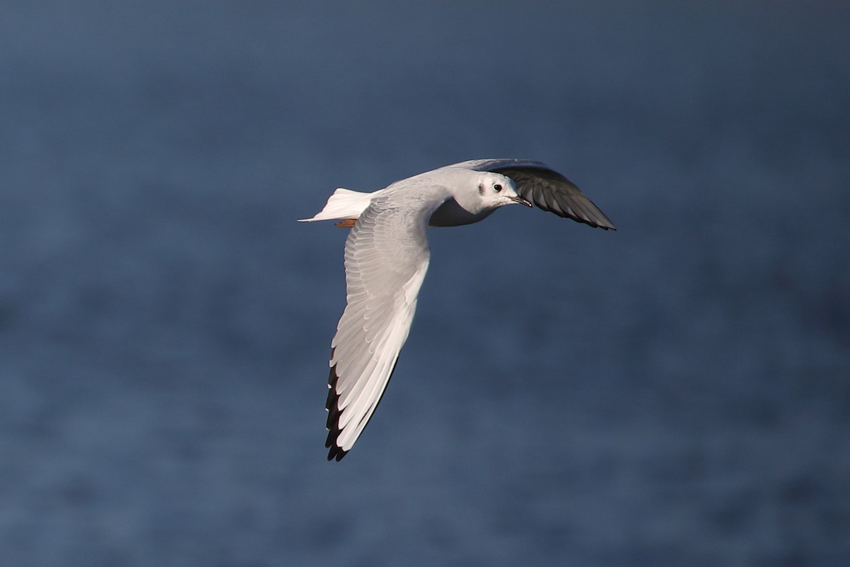 Bonaparte's Gull - ML276735451