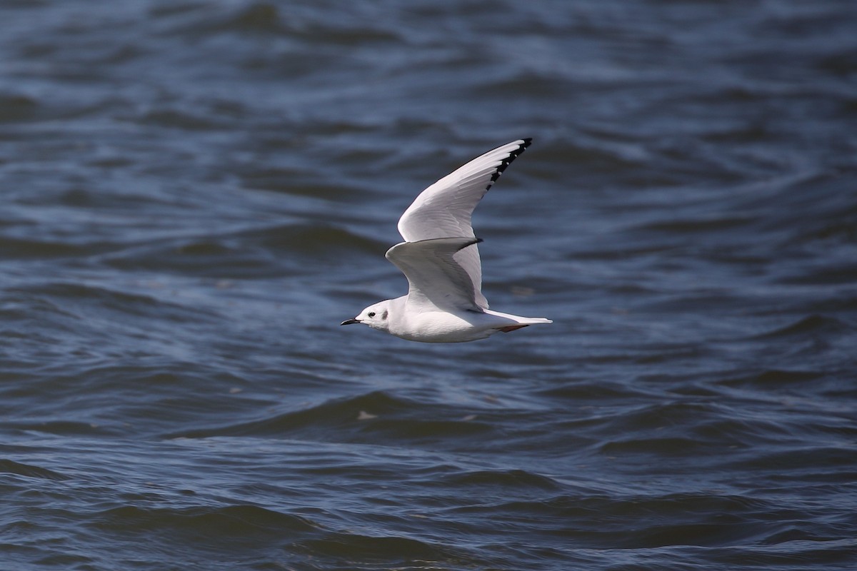 Bonaparte's Gull - ML276735461