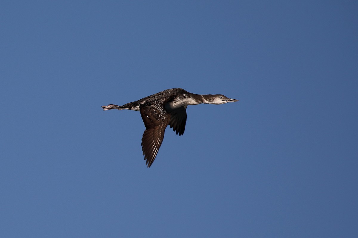 Common Loon - ML276735491