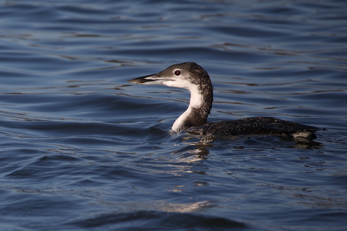 Common Loon - ML276735501
