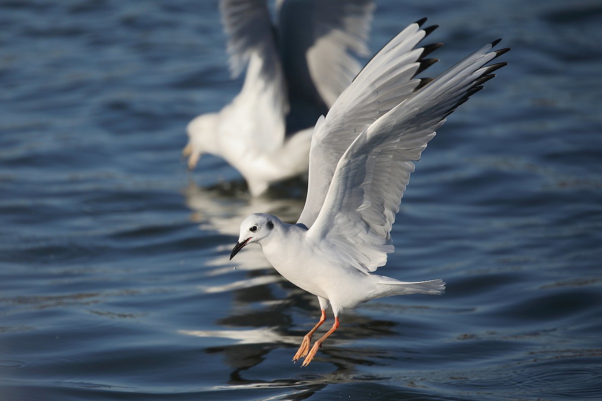 Bonaparte's Gull - ML276735681