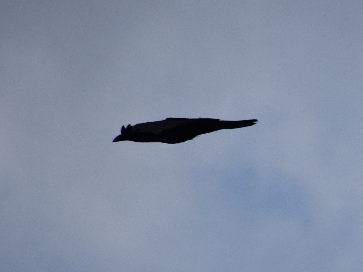 Common Raven - ML276736351