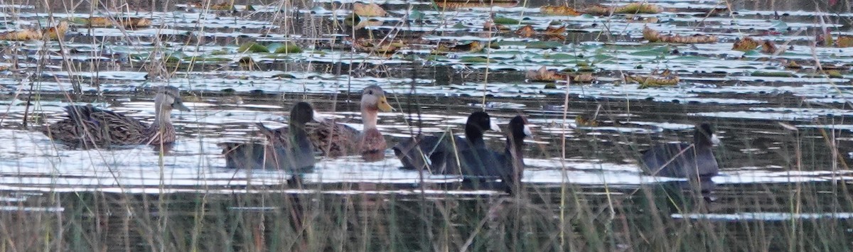 American Coot - ML276737401