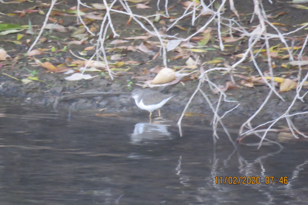 Spotted Sandpiper - ML276737791