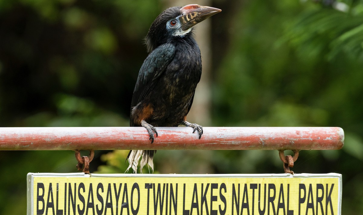 Visayan Hornbill - ML276738141