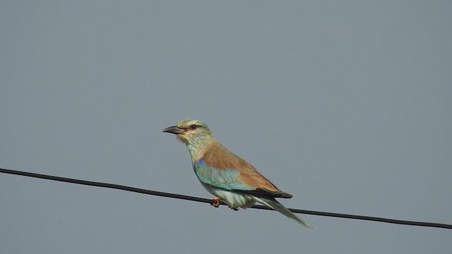 Өрнийн зүсэг - ML276739111