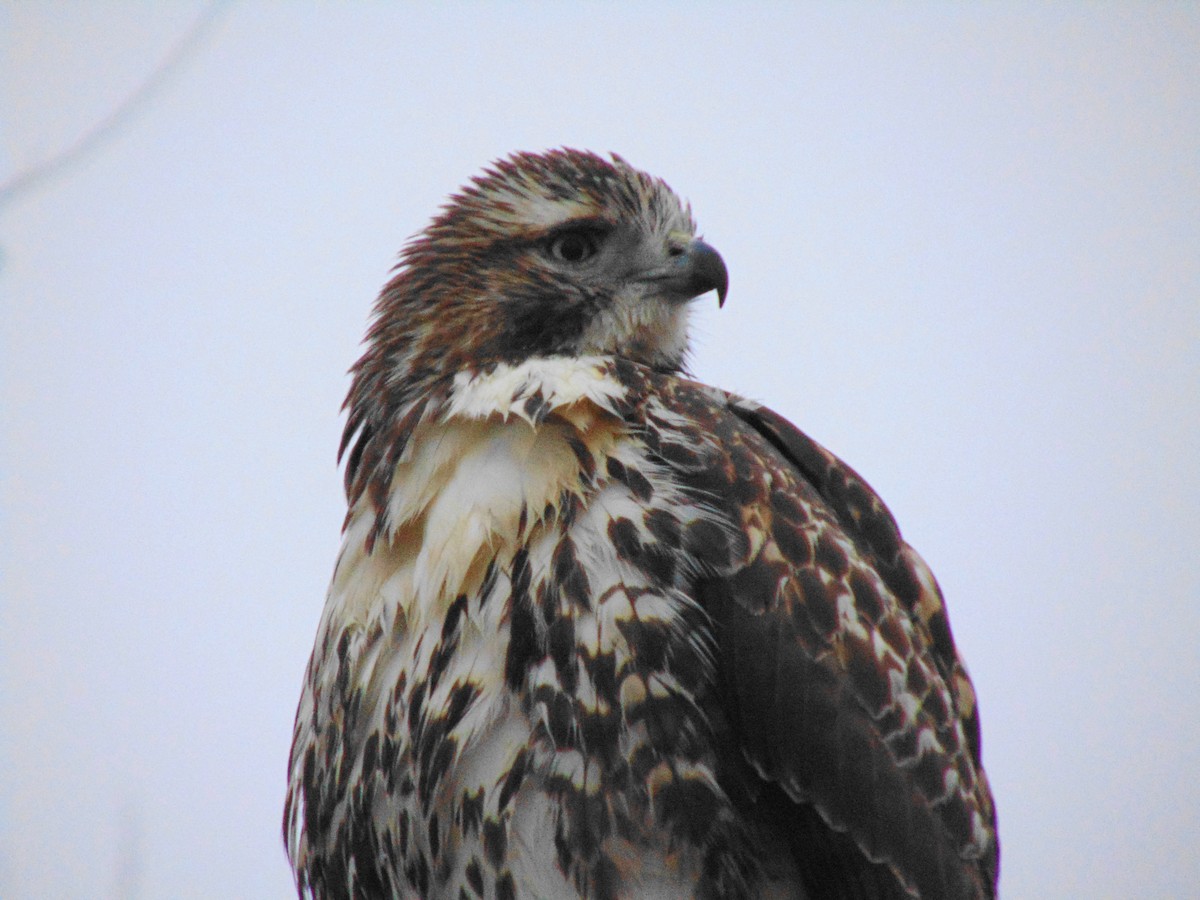 Red-tailed Hawk - ML276739291