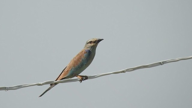 Өрнийн зүсэг - ML276741411