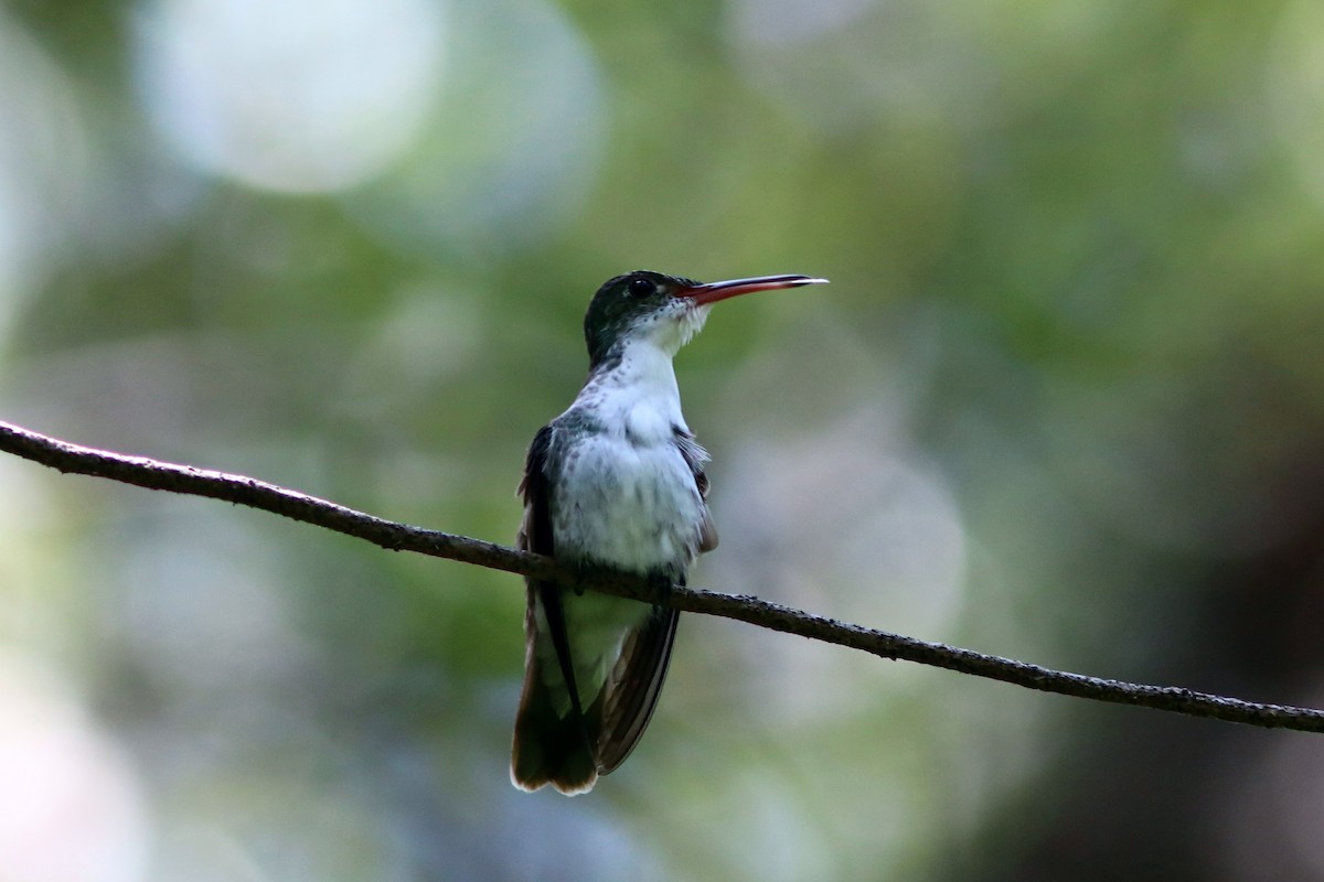 White-bellied Emerald - John Drummond