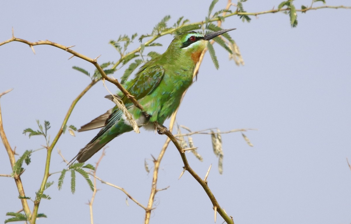 Blue-cheeked Bee-eater - ML276742101
