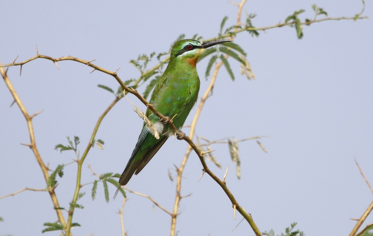 Blue-cheeked Bee-eater - ML276742111