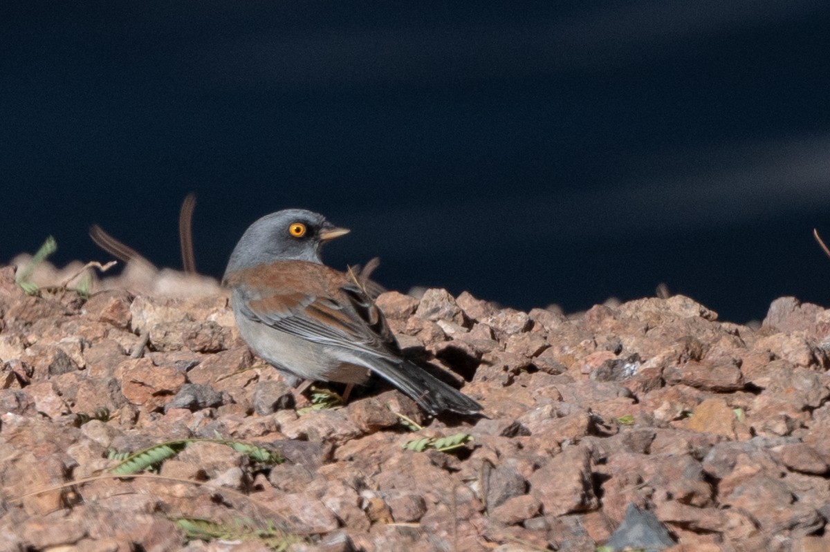 Yellow-eyed Junco - T. Jay Adams