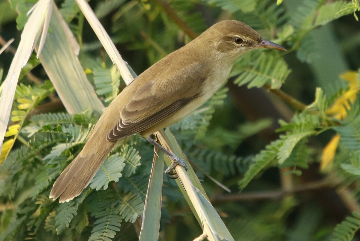 Clamorous Reed Warbler - ML276743871