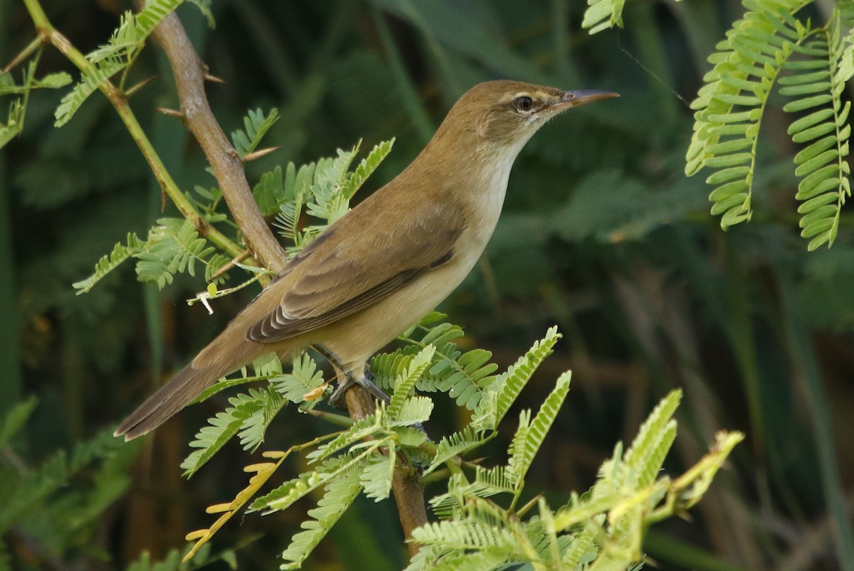 Clamorous Reed Warbler - ML276743881