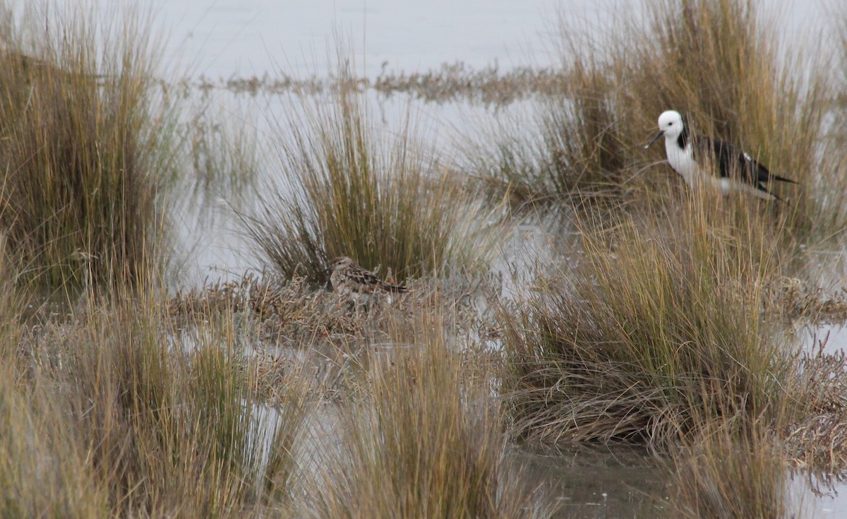 Sharp-tailed Sandpiper - ML276744261