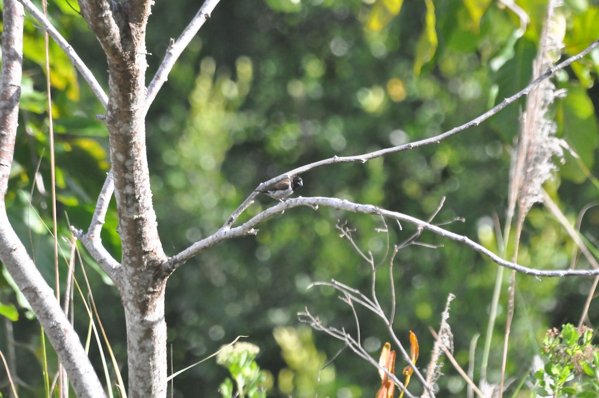 Black-faced Munia - ML276744291