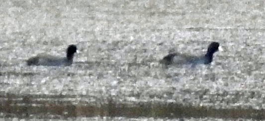 American Coot - Renee Lubert