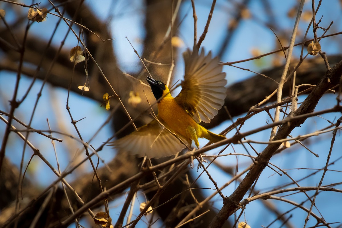 Lesser Masked-Weaver - ML276744871