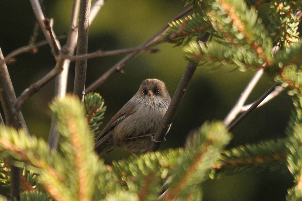 Chinese Fulvetta - Augusto Faustino