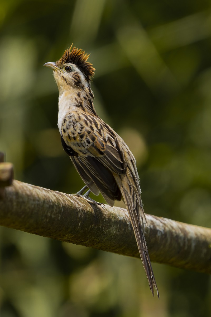 Striped Cuckoo - Elías  Suárez